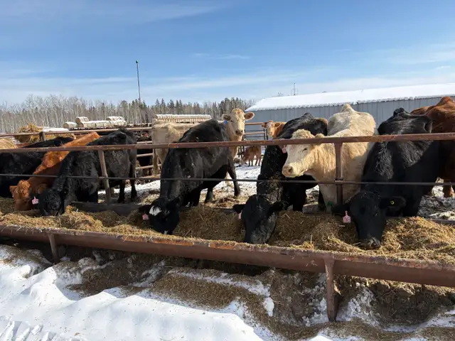 cow/calf pairs for sale - Photo 3