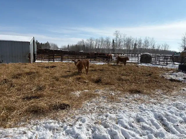 cow/calf pairs for sale - Photo 4