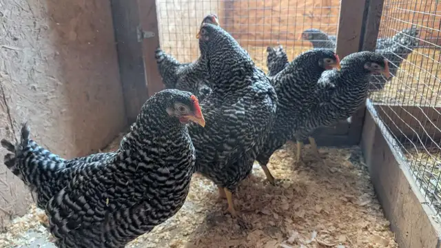 barred rock pullets