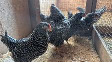 barred rock pullets