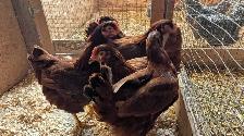 Rhode Island red pullets