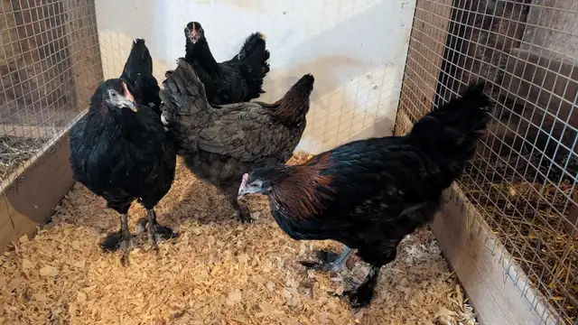 copper maran pullets