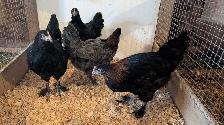 copper maran pullets