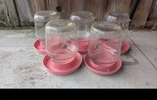 chicken water bottles