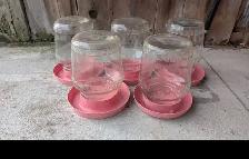 chicken water bottles