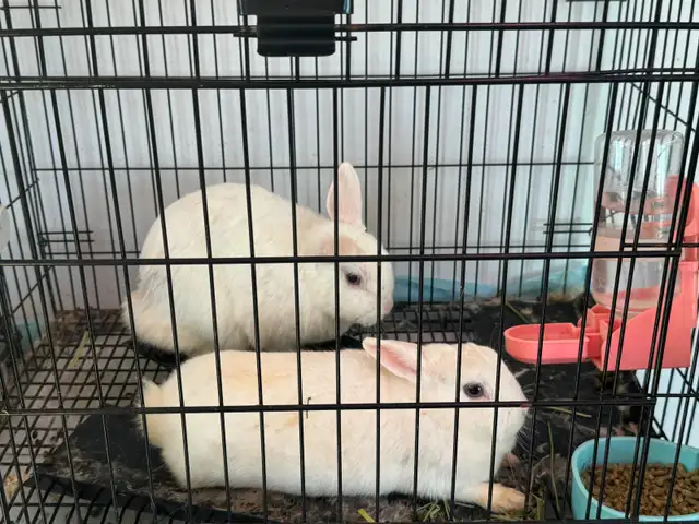 Free! Netherland Dwarf Rabbits – 1 Year Old – All Female - Photo 2