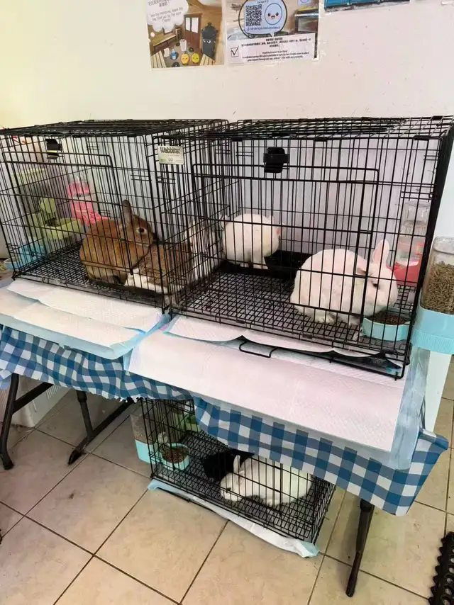 Free! Netherland Dwarf Rabbits – 1 Year Old – All Female - Photo 3