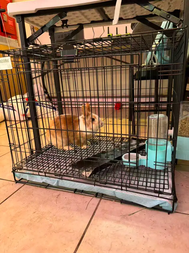 Free! Netherland Dwarf Rabbits – 1 Year Old – All Female - Photo 4