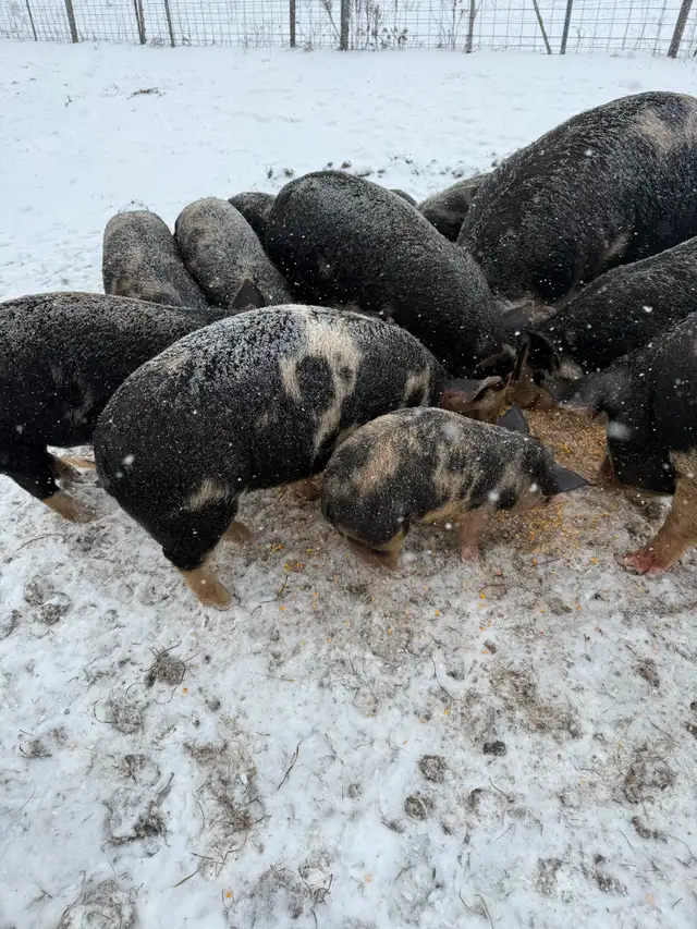 Berkshire Pigs for Sale