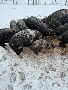 Berkshire Pigs for Sale