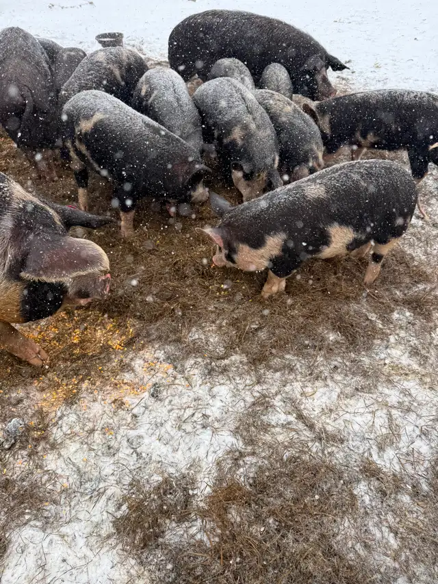 Berkshire Pigs for Sale - Photo 2