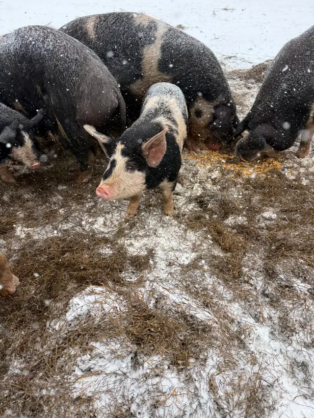 Berkshire Pigs for Sale - Photo 3