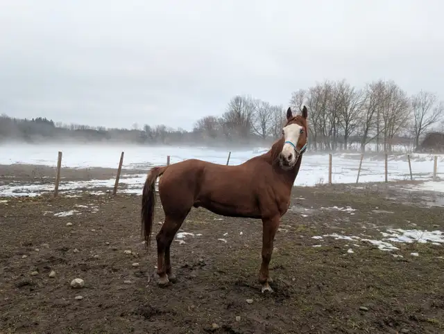 Thoroughbred 6 year old horse