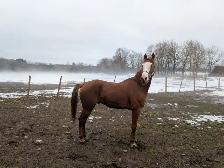 Thoroughbred 6 year old horse