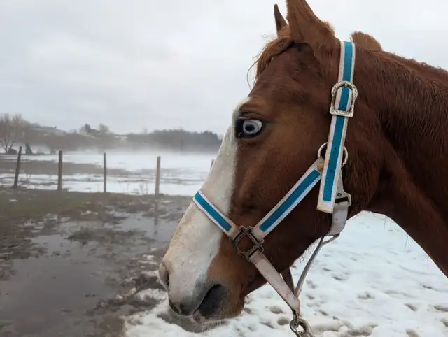 Thoroughbred 6 year old horse - Photo 2