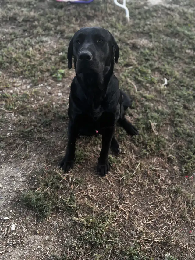 Black Lab - Photo 3