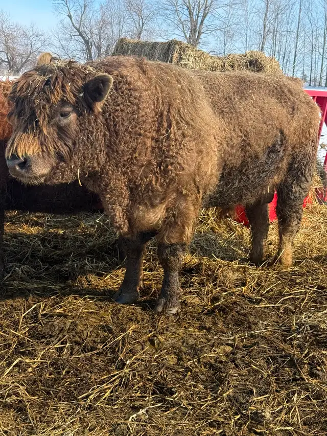 Purebred Galloway Bull for Sale