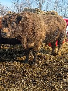 Purebred Galloway Bull for Sale
