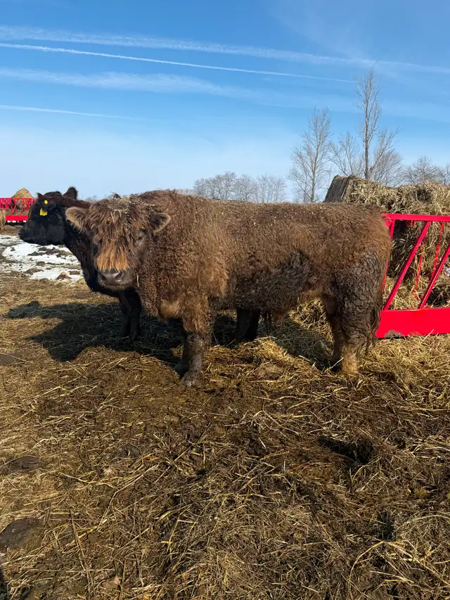 Purebred Galloway Bull for Sale - Photo 2