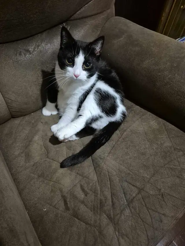 Belle minoue - Photo 2