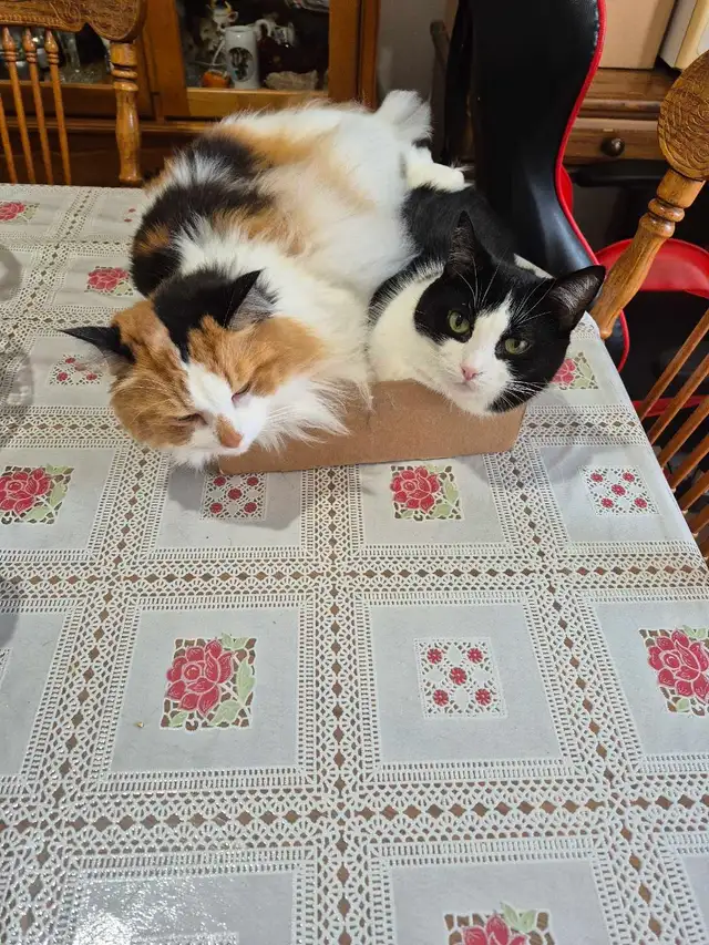 Belle minoue - Photo 3