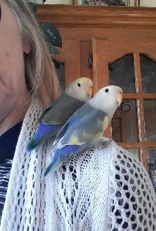 beaux bébés inséparables roseicollis nourrient à la main