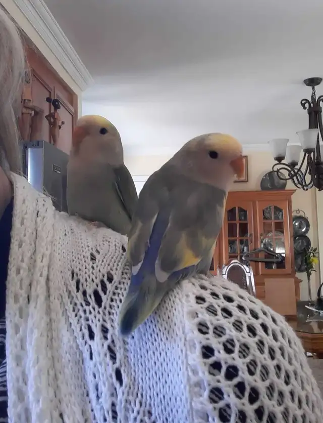 beaux bébés inséparables roseicollis nourrient à la main - Photo 3