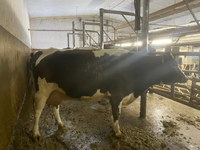 nurse cows - Photo 2