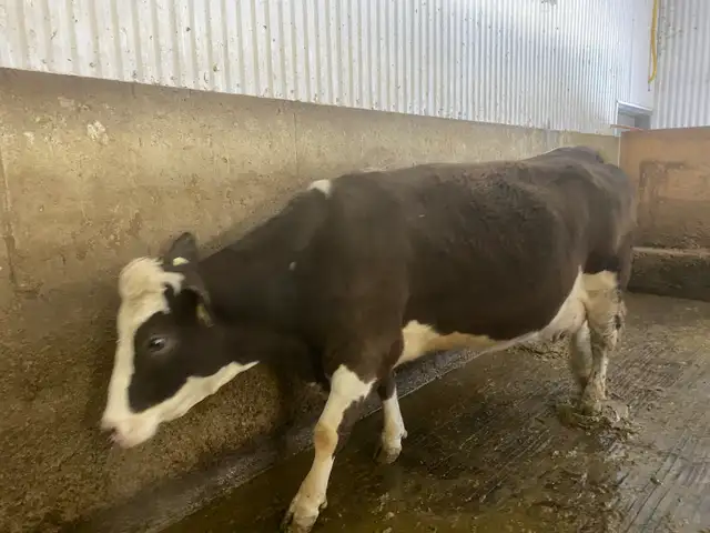 nurse cows - Photo 3