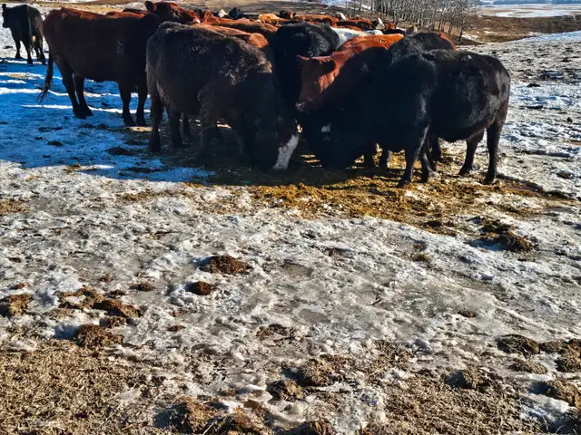 Bred Cows