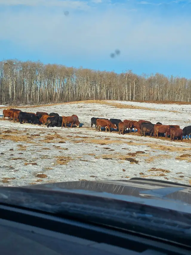 Bred Cows - Photo 9