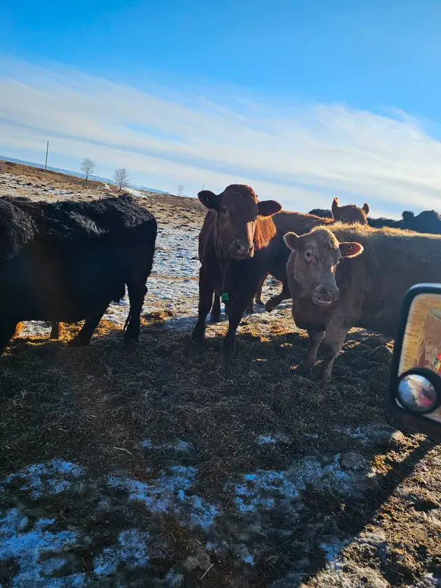 Bred Cows - Photo 10