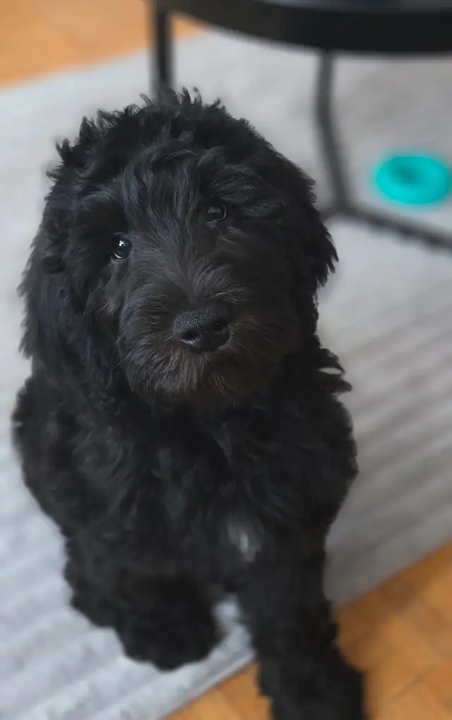 Black male goldendoodle