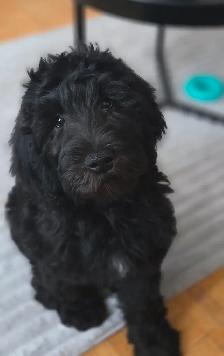 Black male goldendoodle