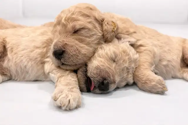 Golden Doodle Puppies