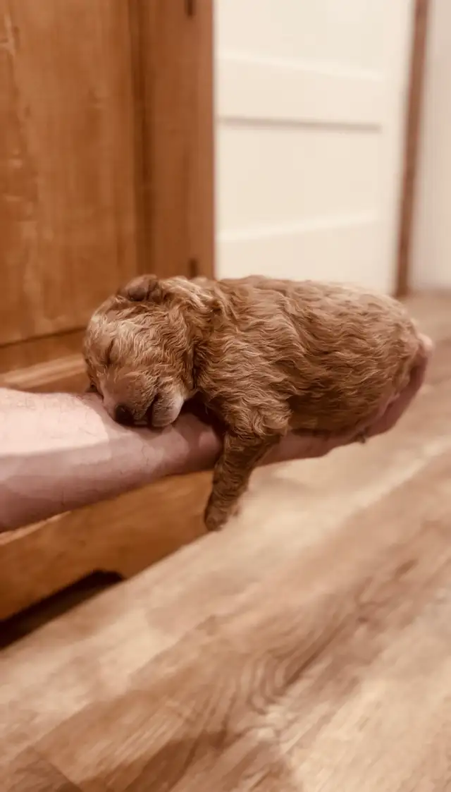 Golden Doodle Puppies - Photo 2