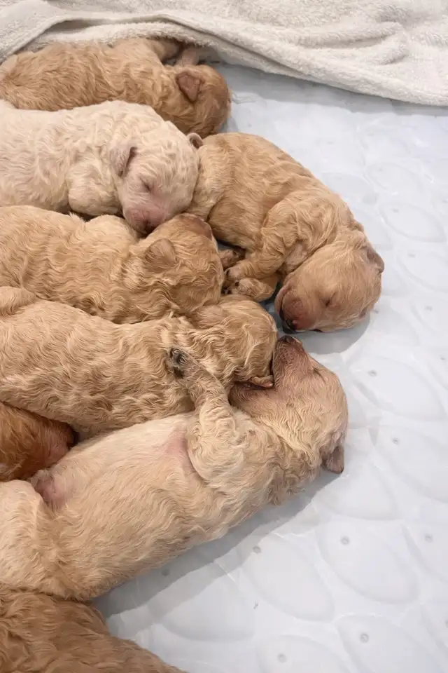 Golden Doodle Puppies - Photo 3