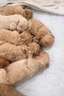 Golden Doodle Puppies - Photo 3