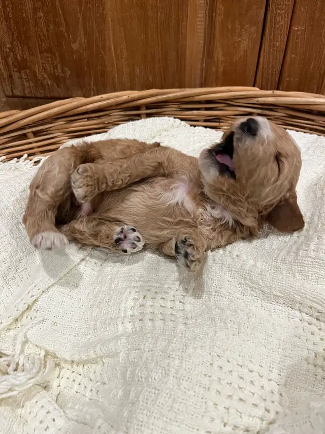 Golden Doodle Puppies - Photo 4
