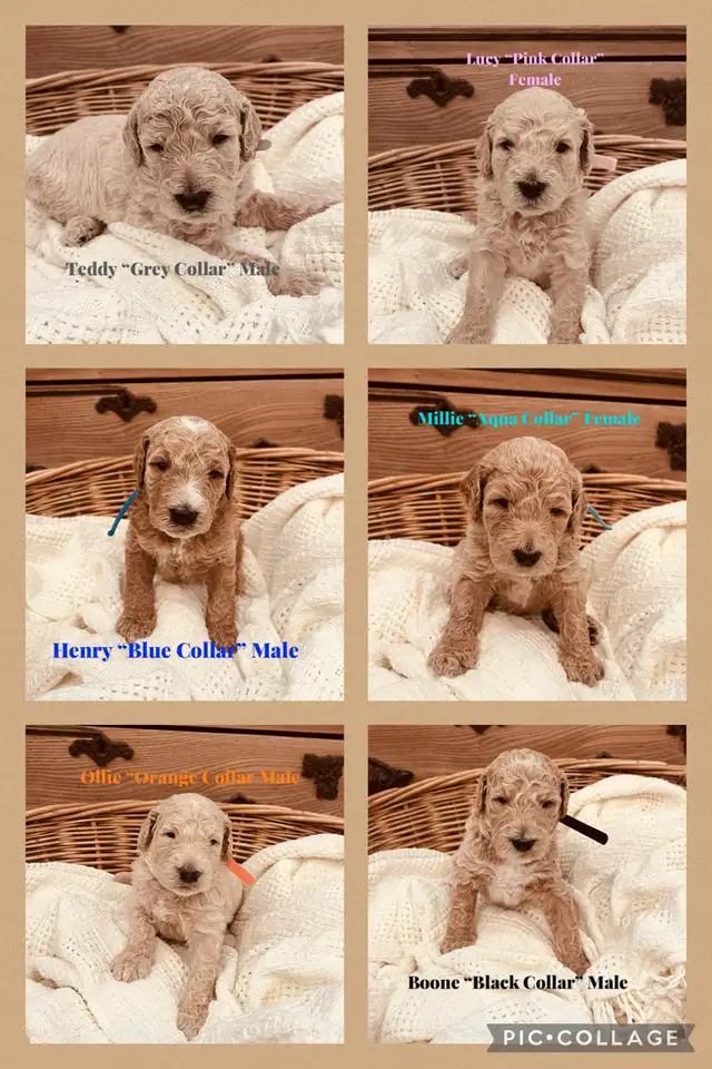 Golden Doodle Puppies - Photo 5