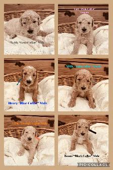 Golden Doodle Puppies - Photo 5