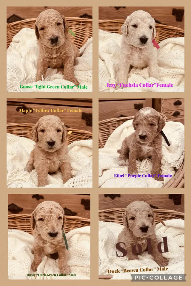 Golden Doodle Puppies - Photo 6