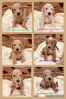 Golden Doodle Puppies - Photo 6