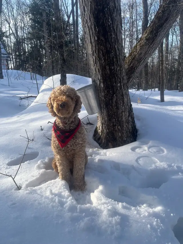 Golden Doodle Puppies - Photo 7