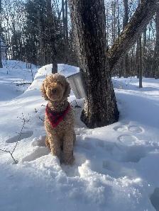 Golden Doodle Puppies - Photo 7