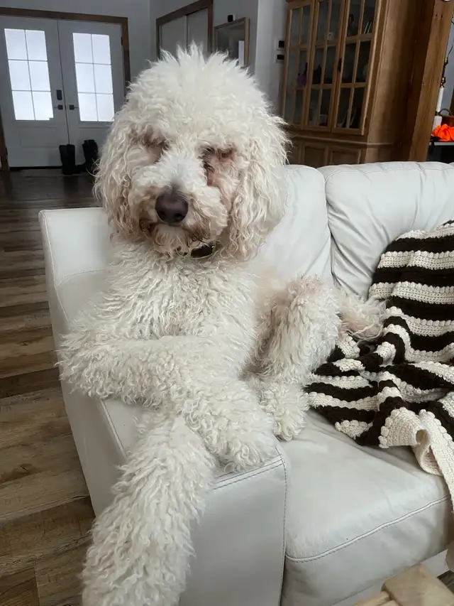 Golden Doodle Puppies - Photo 8