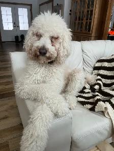 Golden Doodle Puppies - Photo 8