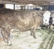 Silver Charolais Cross Cow with Bull Calf - Photo 2