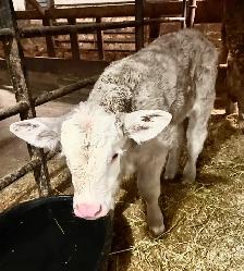 Silver Charolais Cross Cow with Bull Calf - Photo 3
