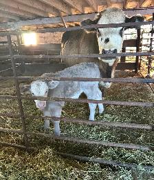 Silver Charolais Cross Cow with Bull Calf - Photo 4